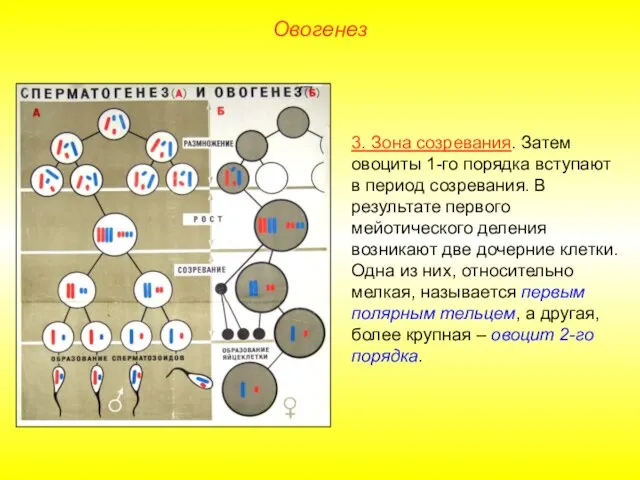 Овогенез 3. Зона созревания. Затем овоциты 1-го порядка вступают в период