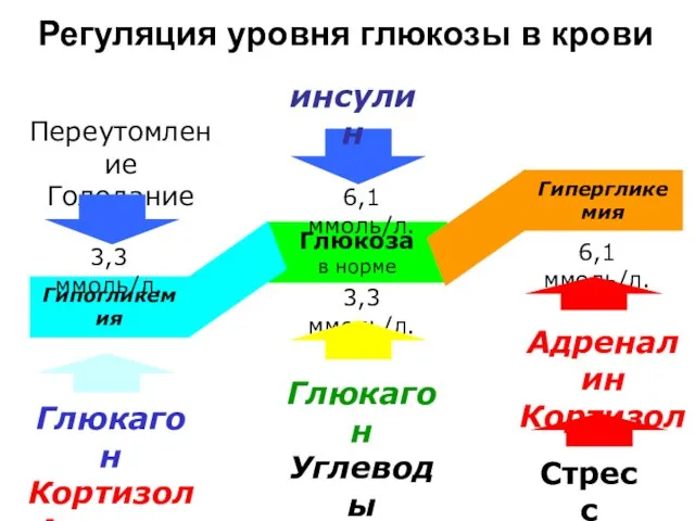 Глюкоза в норме Гипергликемия Гипогликемия 6,1 ммоль/л. 3,3 ммоль/л. 3,3 ммоль/л.