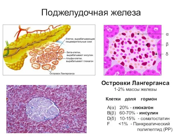 Поджелудочная железа Островки Лангерганса 1-2% массы железы А(α) 20% - глюкагон