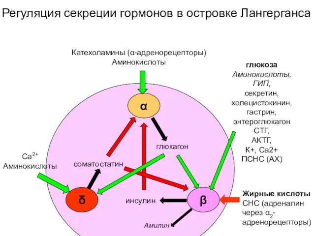 α β δ глюкагон инсулин соматостатин Катехоламины (α-адренорецепторы) Аминокислоты Са2+ Аминокислоты