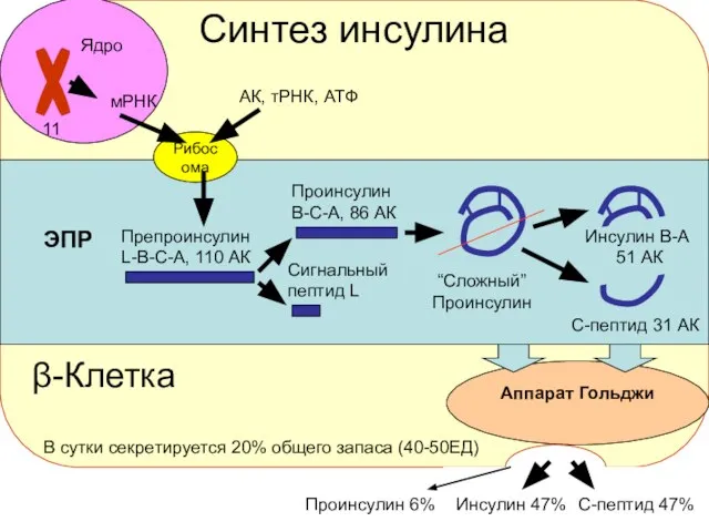 Синтез инсулина Ядро 11 мРНК Рибосома АК, тРНК, АТФ Проинсулин В-С-А,