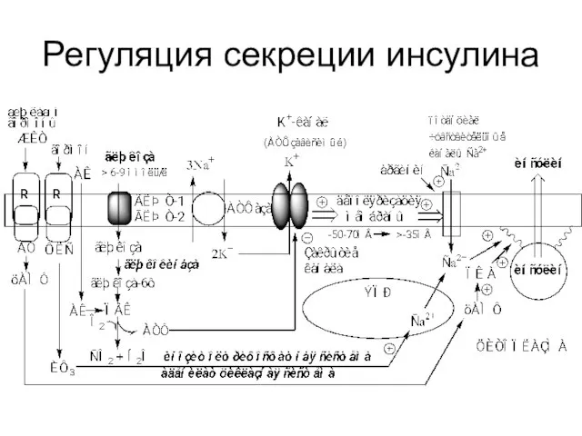 Регуляция секреции инсулина