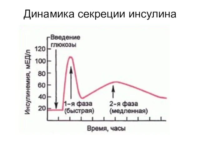 Динамика секреции инсулина