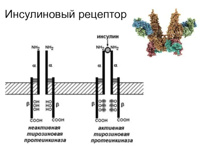 Инсулиновый рецептор