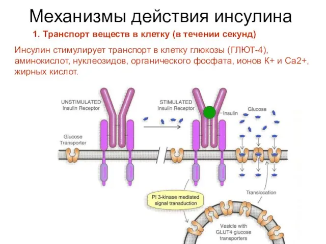 Механизмы действия инсулина 1. Транспорт веществ в клетку (в течении секунд)