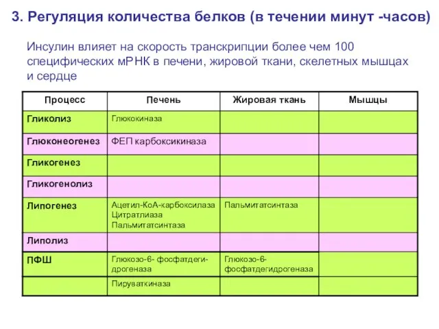 3. Регуляция количества белков (в течении минут -часов) Инсулин влияет на