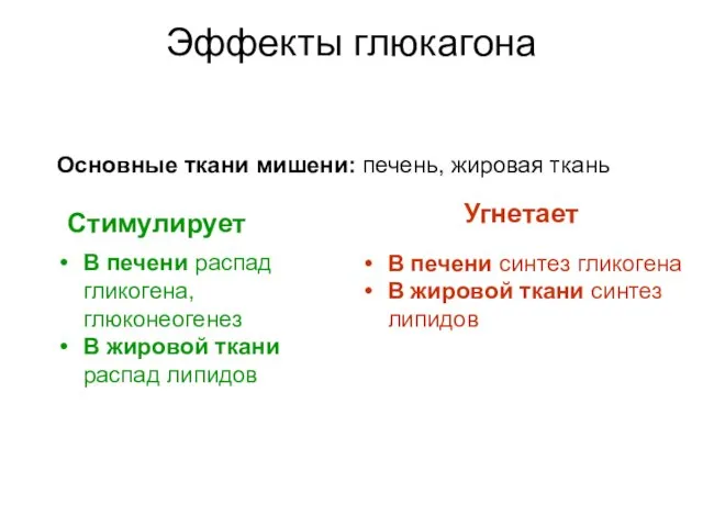 Эффекты глюкагона Основные ткани мишени: печень, жировая ткань Стимулирует Угнетает В