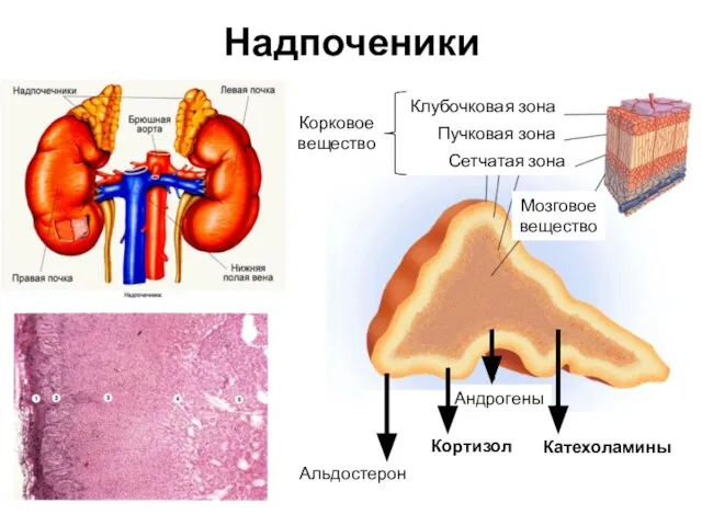 Надпоченики