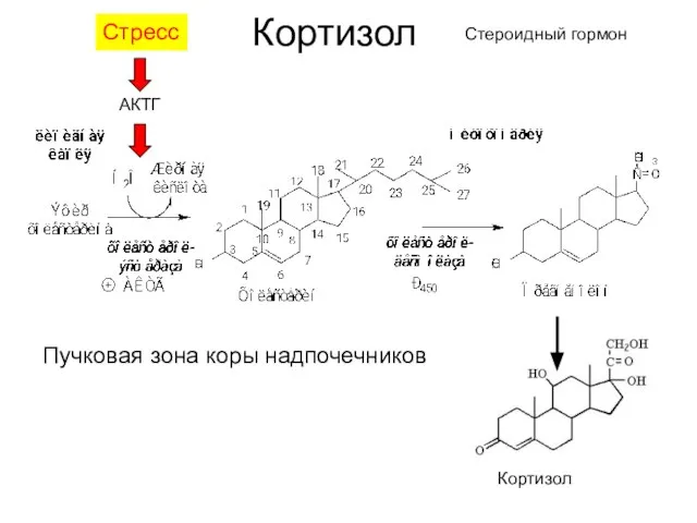 Кортизол Стероидный гормон Пучковая зона коры надпочечников Кортизол Стресс АКТГ