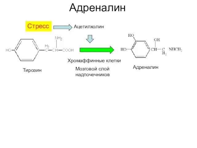 Адреналин Адреналин Тирозин Мозговой слой надпочечников Ацетилхолин Хромаффинные клетки Стресс