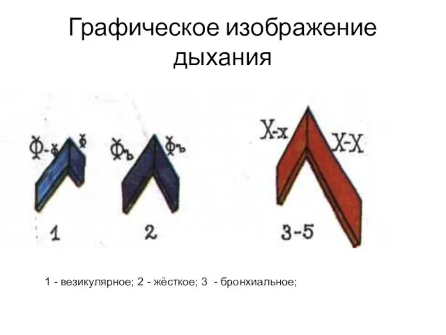 Графическое изображение дыхания 1 - везикулярное; 2 - жёсткое; 3 - бронхиальное;