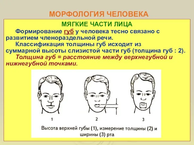 МОРФОЛОГИЯ ЧЕЛОВЕКА МЯГКИЕ ЧАСТИ ЛИЦА Формирование губ у человека тесно связано