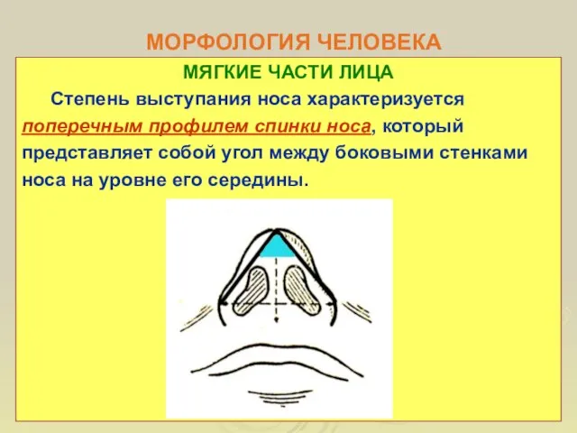 МОРФОЛОГИЯ ЧЕЛОВЕКА МЯГКИЕ ЧАСТИ ЛИЦА Степень выступания носа характеризуется поперечным профилем