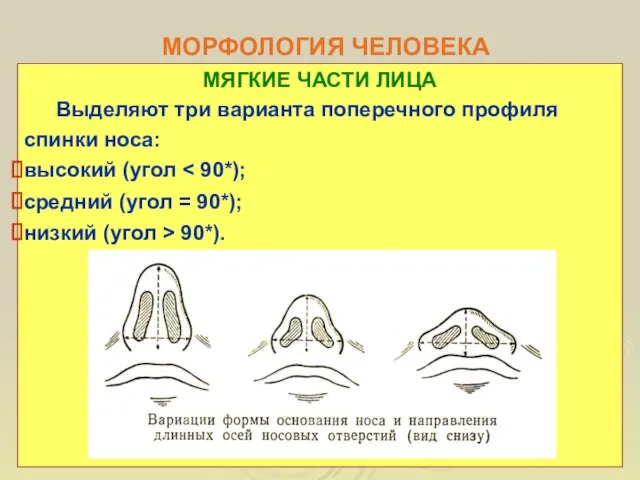 МОРФОЛОГИЯ ЧЕЛОВЕКА МЯГКИЕ ЧАСТИ ЛИЦА Выделяют три варианта поперечного профиля спинки