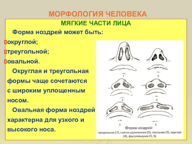 МОРФОЛОГИЯ ЧЕЛОВЕКА МЯГКИЕ ЧАСТИ ЛИЦА Форма ноздрей может быть: округлой; треугольной;