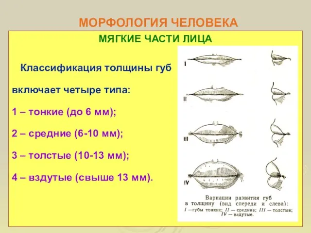 МОРФОЛОГИЯ ЧЕЛОВЕКА МЯГКИЕ ЧАСТИ ЛИЦА Классификация толщины губ включает четыре типа: