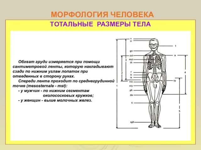 МОРФОЛОГИЯ ЧЕЛОВЕКА ТОТАЛЬНЫЕ РАЗМЕРЫ ТЕЛА