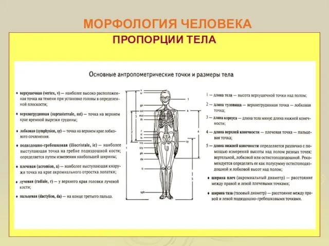 МОРФОЛОГИЯ ЧЕЛОВЕКА ПРОПОРЦИИ ТЕЛА