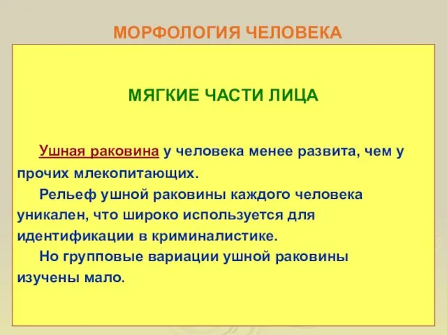 МОРФОЛОГИЯ ЧЕЛОВЕКА МЯГКИЕ ЧАСТИ ЛИЦА Ушная раковина у человека менее развита,