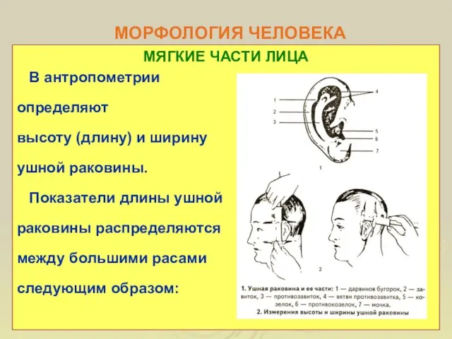 МОРФОЛОГИЯ ЧЕЛОВЕКА МЯГКИЕ ЧАСТИ ЛИЦА В антропометрии определяют высоту (длину) и