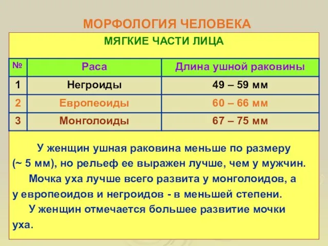 МОРФОЛОГИЯ ЧЕЛОВЕКА МЯГКИЕ ЧАСТИ ЛИЦА У женщин ушная раковина меньше по