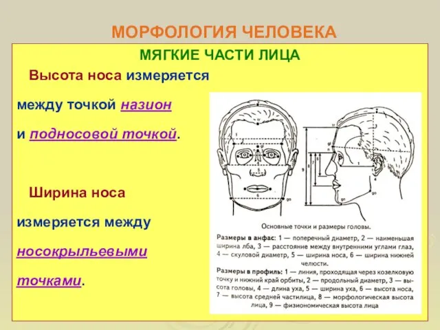 МОРФОЛОГИЯ ЧЕЛОВЕКА МЯГКИЕ ЧАСТИ ЛИЦА Высота носа измеряется между точкой назион