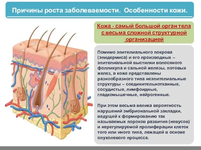 Причины роста заболеваемости. Особенности кожи. Помимо эпителиального покрова (эпидермиса) и его