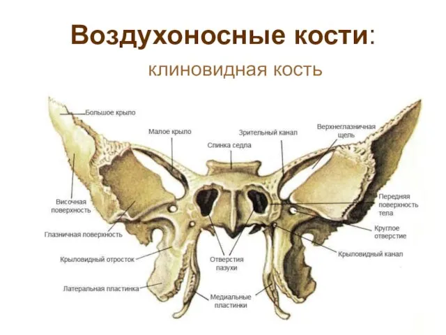 Воздухоносные кости: клиновидная кость