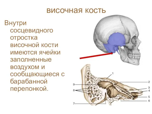височная кость Внутри сосцевидного отростка височной кости имеются ячейки заполненные воздухом и сообщающиеся с барабанной перепонкой.