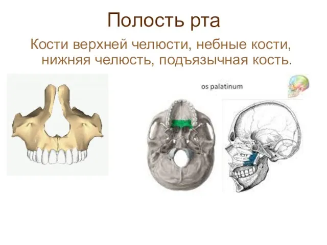 Полость рта Кости верхней челюсти, небные кости, нижняя челюсть, подъязычная кость.