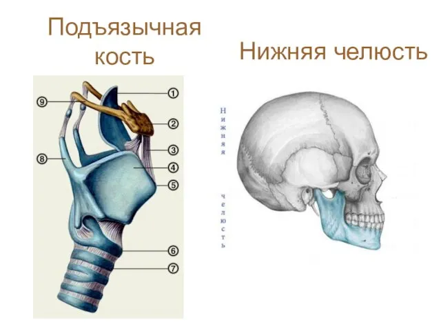 Подъязычная кость Нижняя челюсть