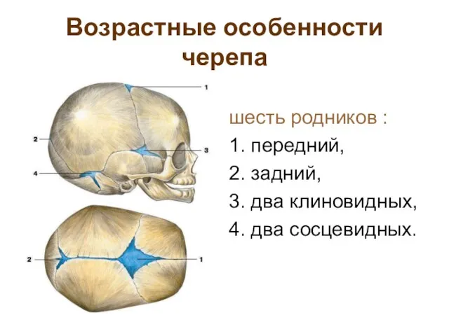 Возрастные особенности черепа шесть родников : 1. передний, 2. задний, 3. два клиновидных, 4. два сосцевидных.