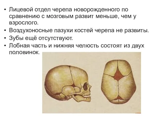 Лицевой отдел черепа новорожденного по сравнению с мозговым развит меньше, чем