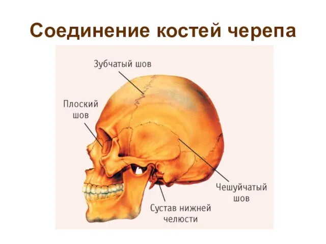 Соединение костей черепа