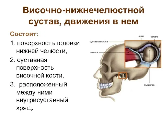 Височно-нижнечелюстной сустав, движения в нем Состоит: 1. поверхность головки нижней челюсти,