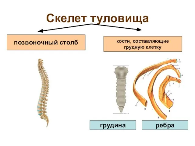 Скелет туловища позвоночный столб кости, составляющие грудную клетку грудина ребра