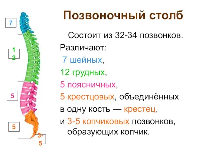 Позвоночный столб Состоит из 32-34 позвонков. Различают: 7 шейных, 12 грудных,