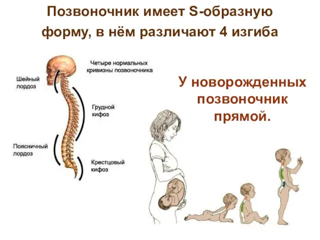 Позвоночник имеет S-образную форму, в нём различают 4 изгиба У новорожденных позвоночник прямой.