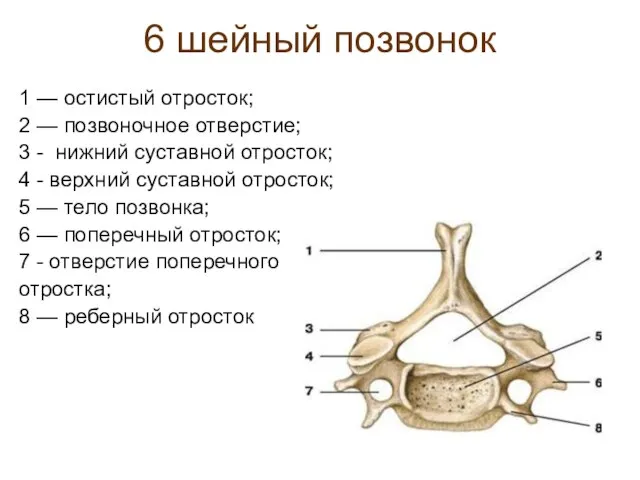 6 шейный позвонок 1 — остистый отросток; 2 — позвоночное отверстие;