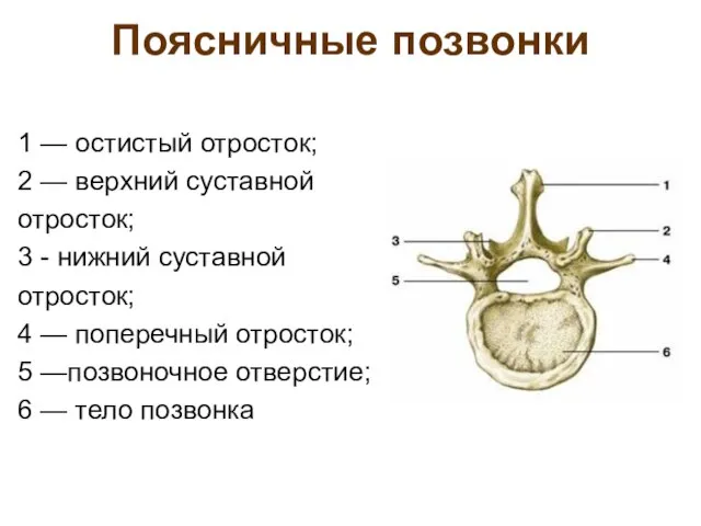 Поясничные позвонки 1 — остистый отросток; 2 — верхний суставной отросток;