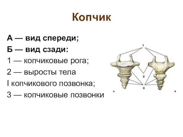 Копчик А — вид спереди; Б — вид сзади: 1 —