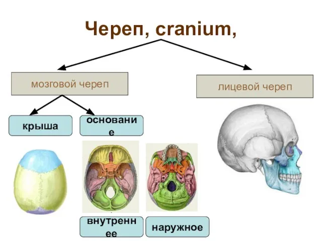 Череп, cranium, мозговой череп лицевой череп крыша основание внутреннее наружное