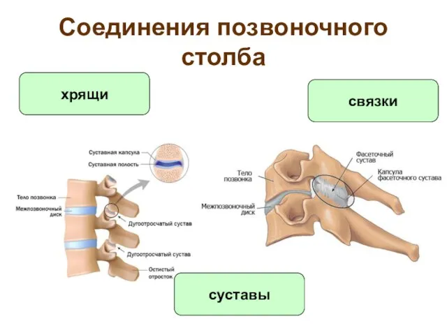 Соединения позвоночного столба хрящи суставы связки