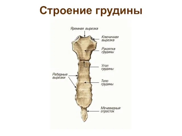 Строение грудины