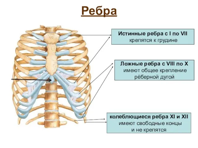 Ребра Истинные ребра с I по VII крепятся к грудине Ложные