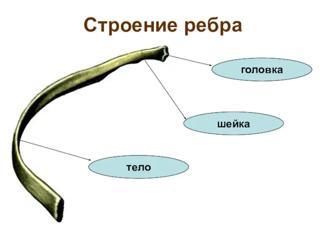 Строение ребра головка шейка тело