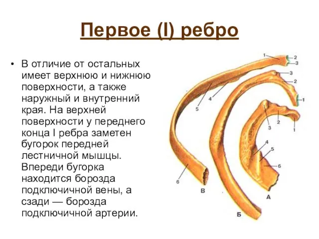 Первое (I) ребро В отличие от остальных имеет верхнюю и нижнюю