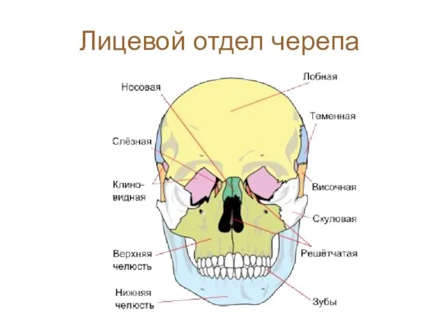 Лицевой отдел черепа