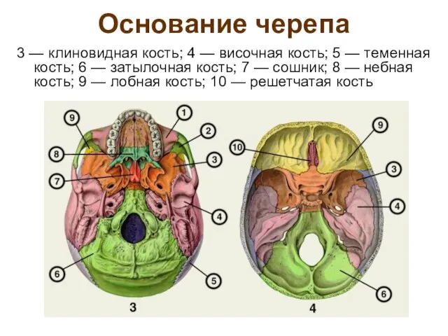 Основание черепа 3 — клиновидная кость; 4 — височная кость; 5