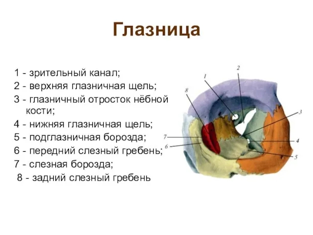 Глазница 1 - зрительный канал; 2 - верхняя глазничная щель; 3